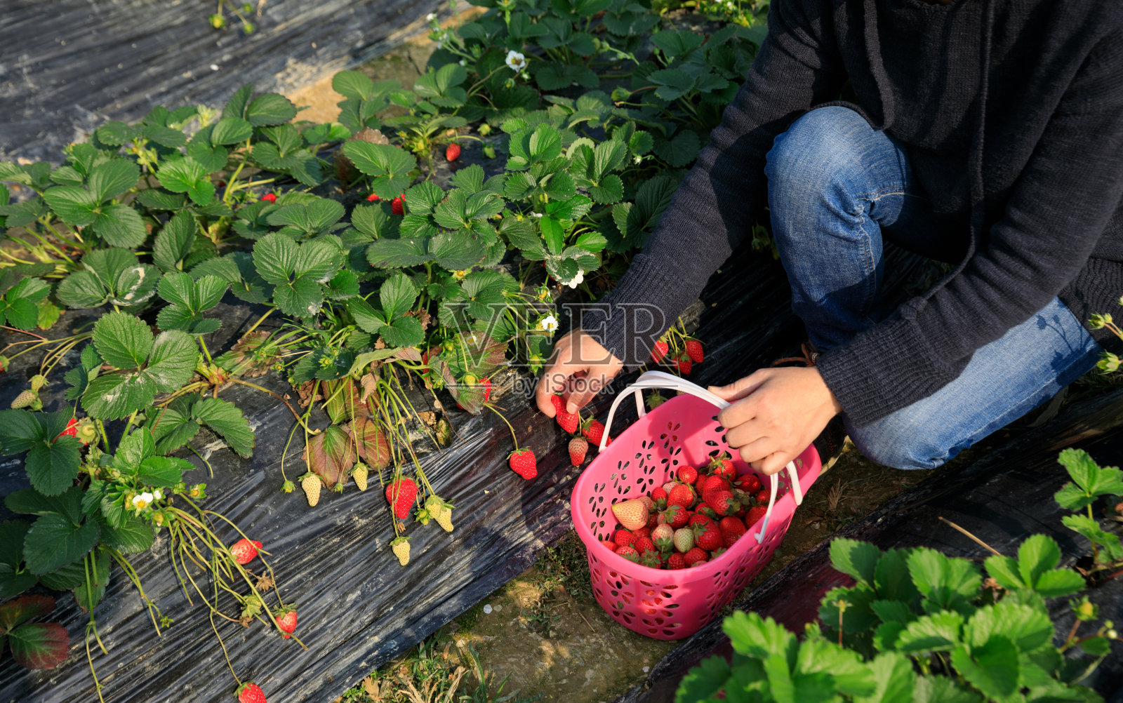 在春天的花园里采摘草莓的妇女照片摄影图片