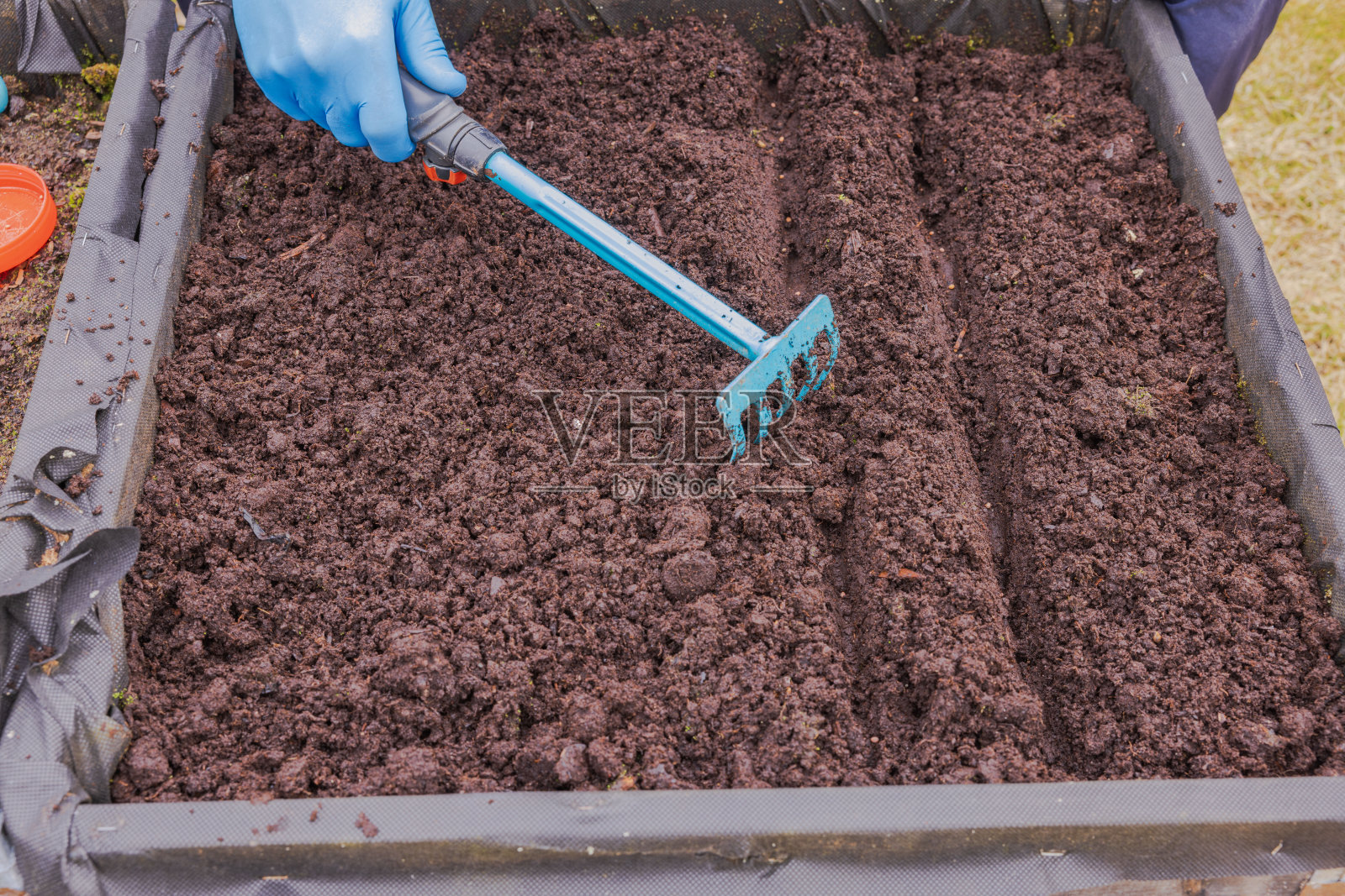 一个戴着橡胶手套的男子在种下早春萝卜种子后，用耙子在花园床上平整土壤的特写镜头。瑞典。照片摄影图片