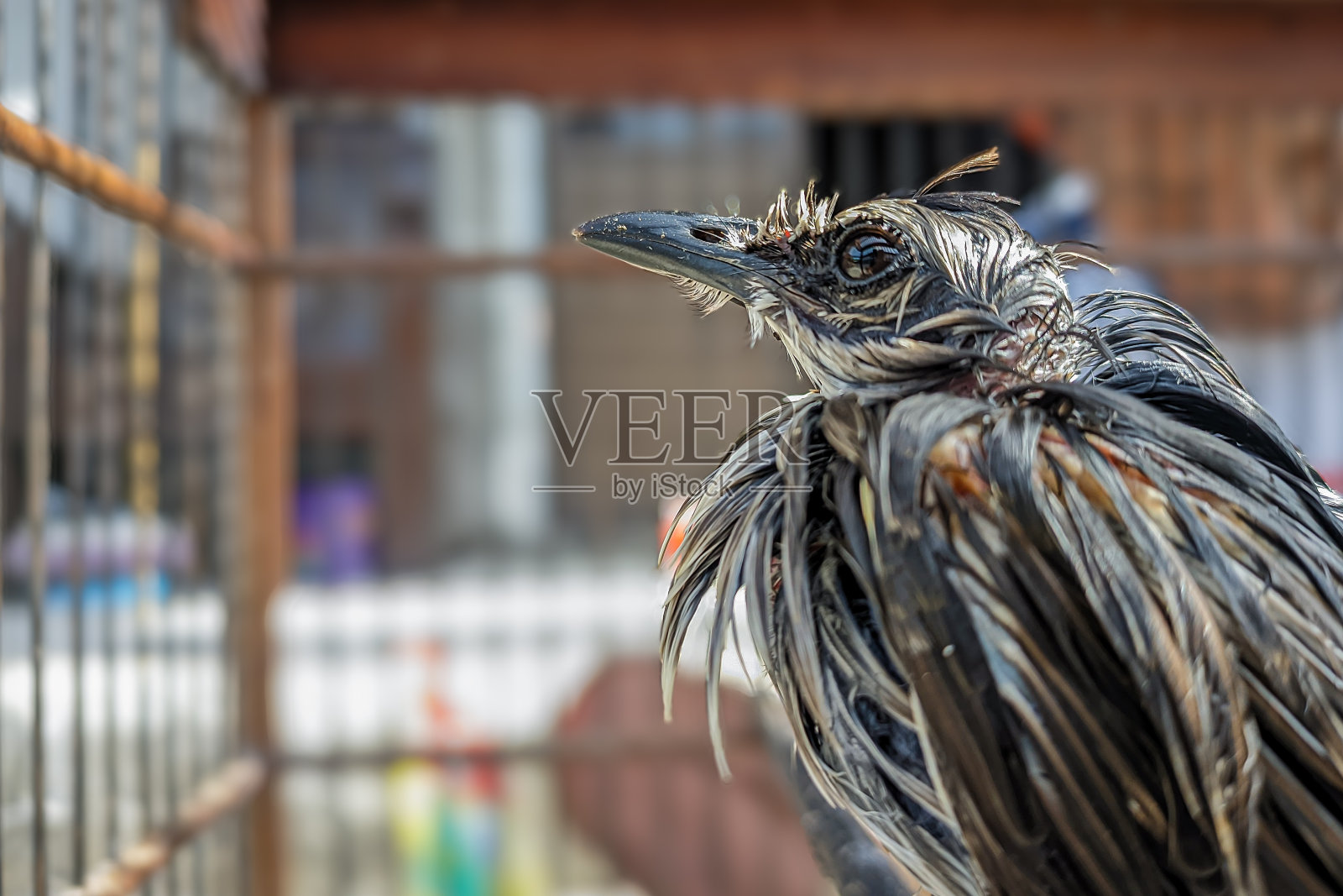鸣禽日常护理照片摄影图片