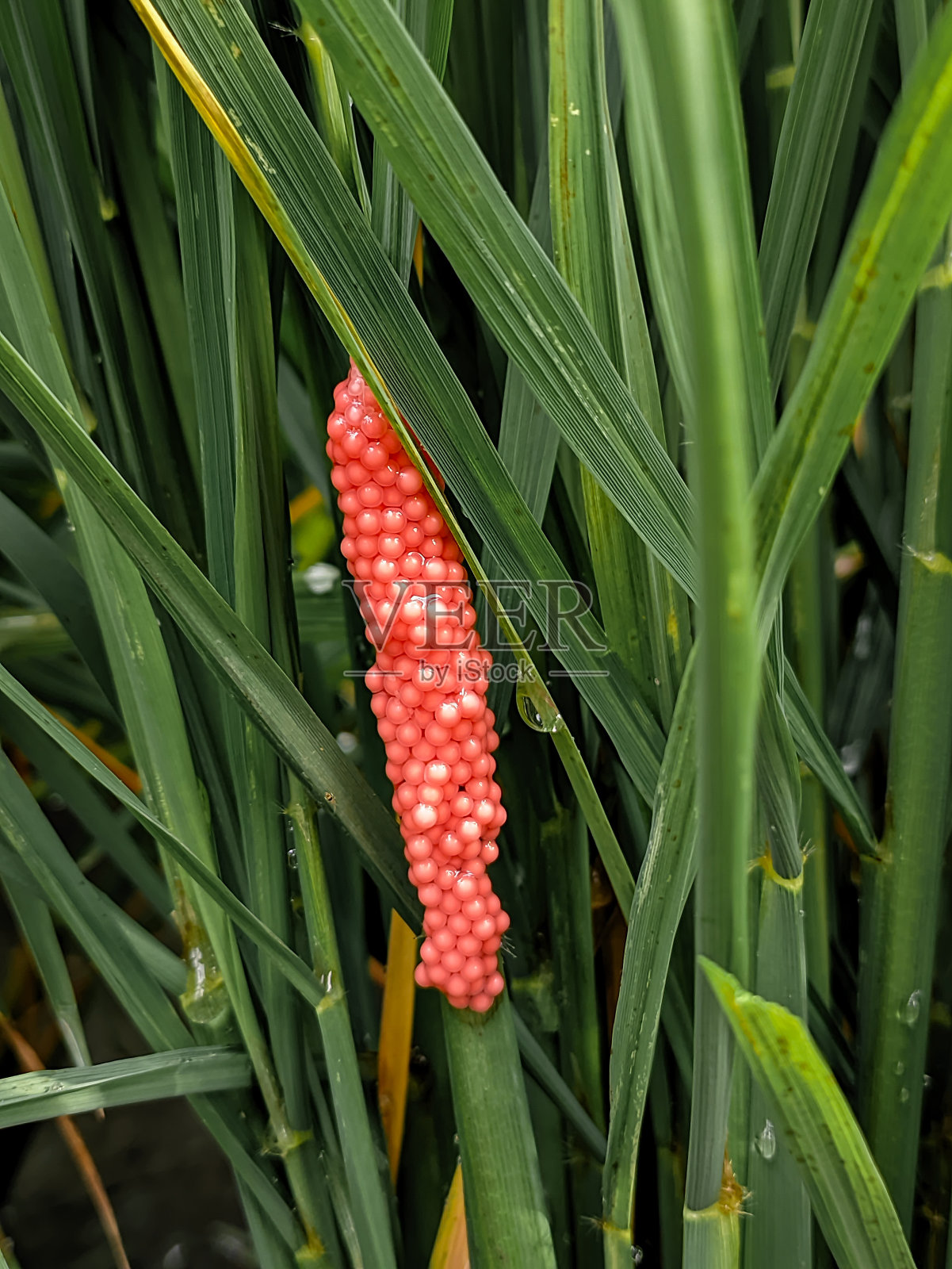 淡水蜗牛卵照片摄影图片