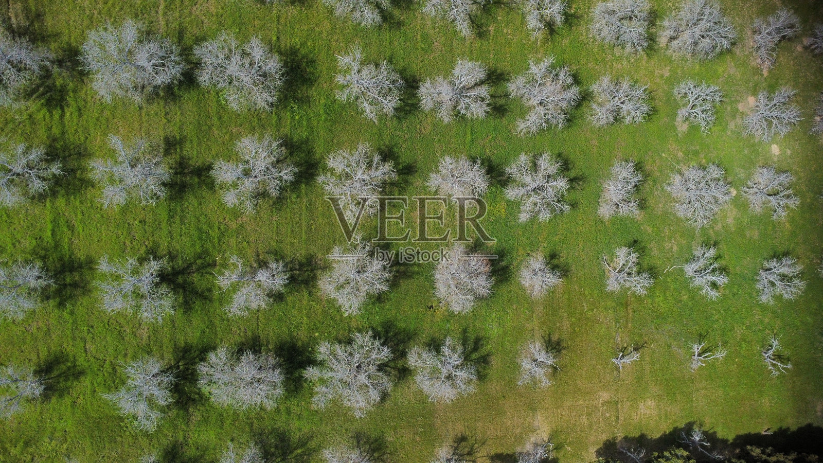 湖Nacimiento照片摄影图片