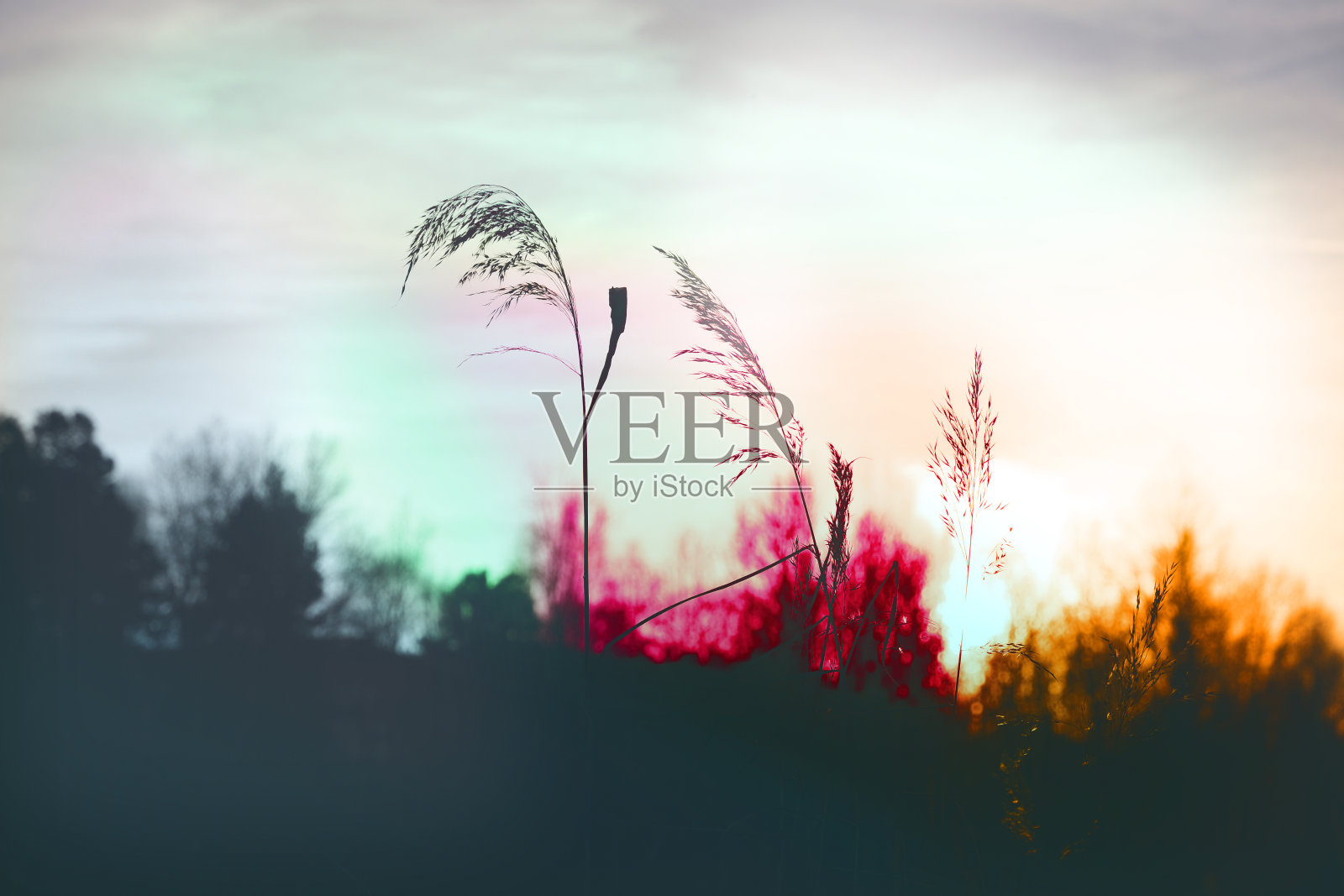 潘帕斯草原的天空背景。五颜六色的芦苇在风中摇曳。抽象秋天的自然背景。有选择性的重点。照片摄影图片