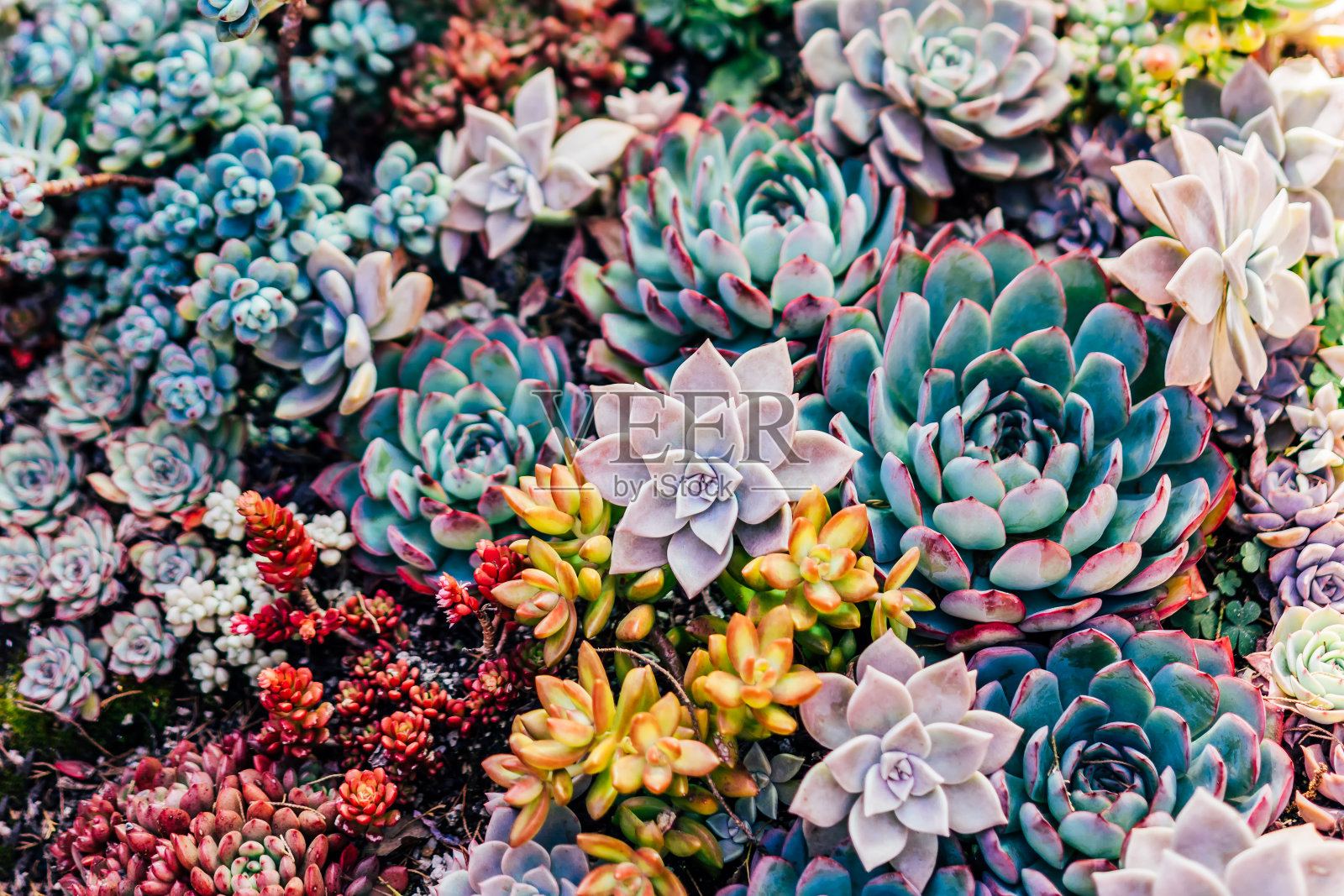 多肉植物，盆栽植物照片摄影图片