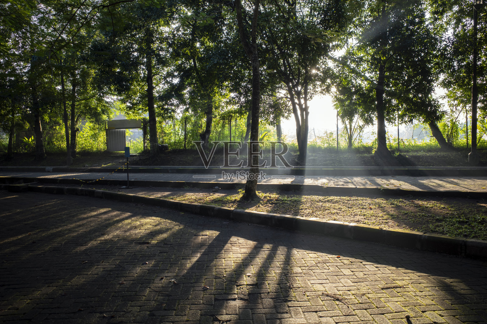 清晨的阳光照耀着，金色的光线透过雾蒙蒙的花园树木照片摄影图片