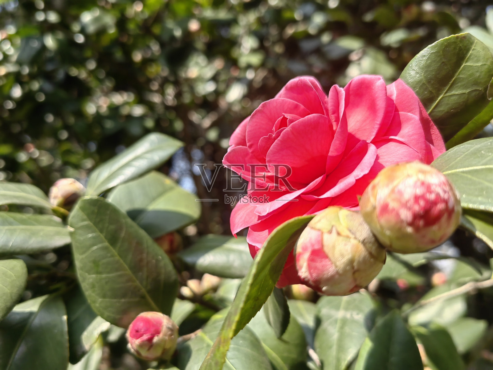 抽象的花朵背景。特写镜头。照片摄影图片