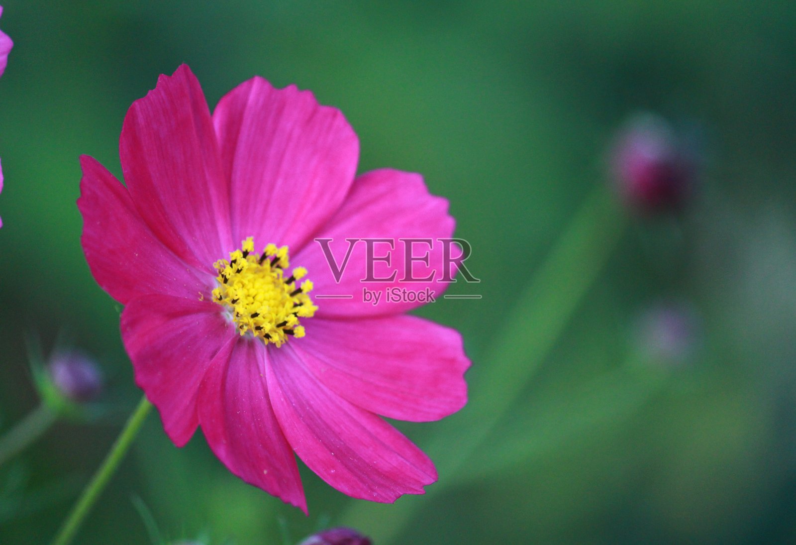 美丽的宇宙花，粉红色的宇宙花，新鲜的自然粉红色美丽的植物花照片摄影图片