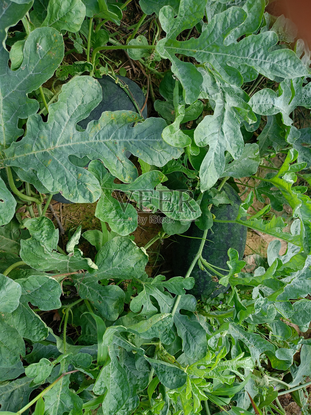 来自泰国果园的泰国水果照片摄影图片