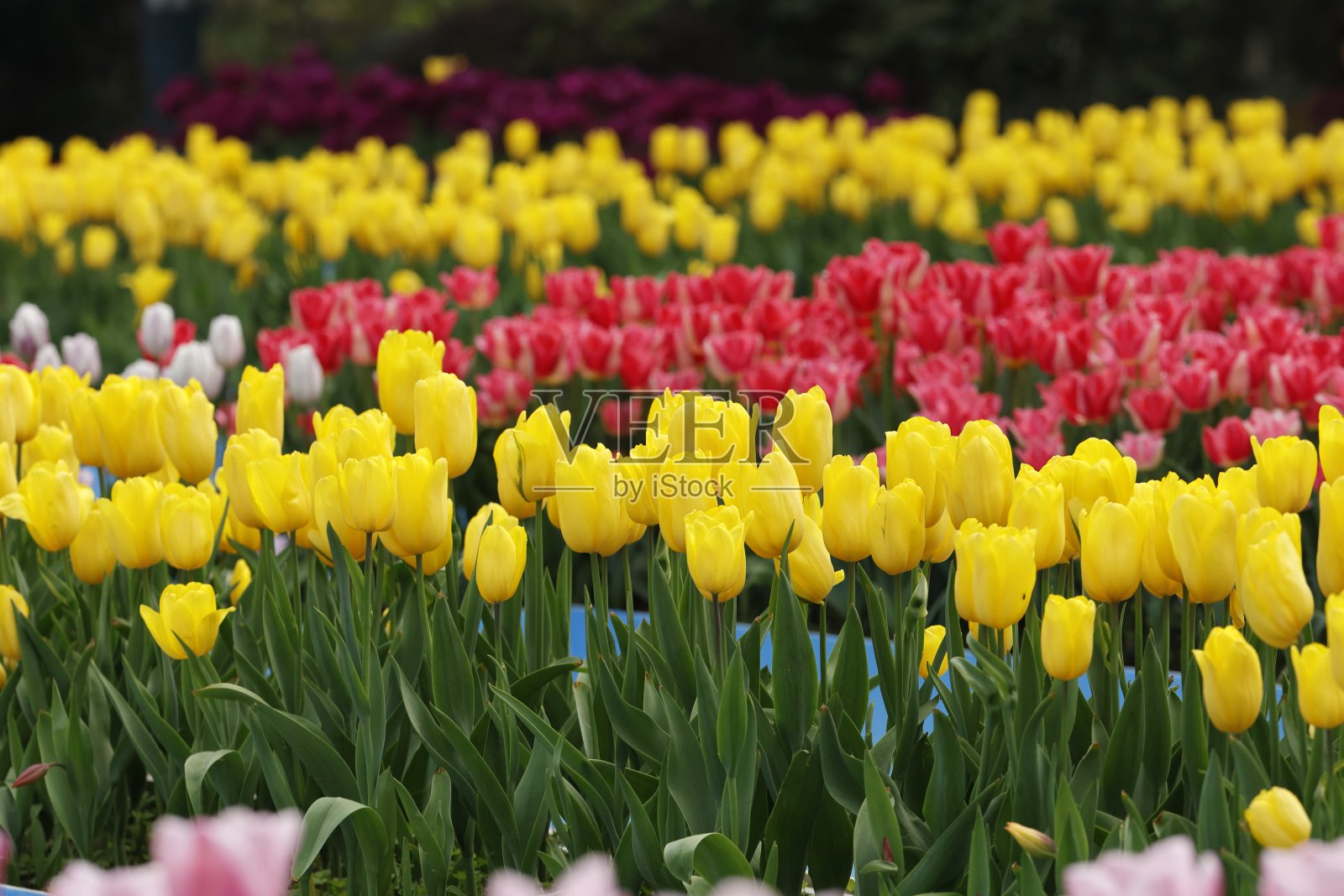 一排排多色郁金香特写照片摄影图片