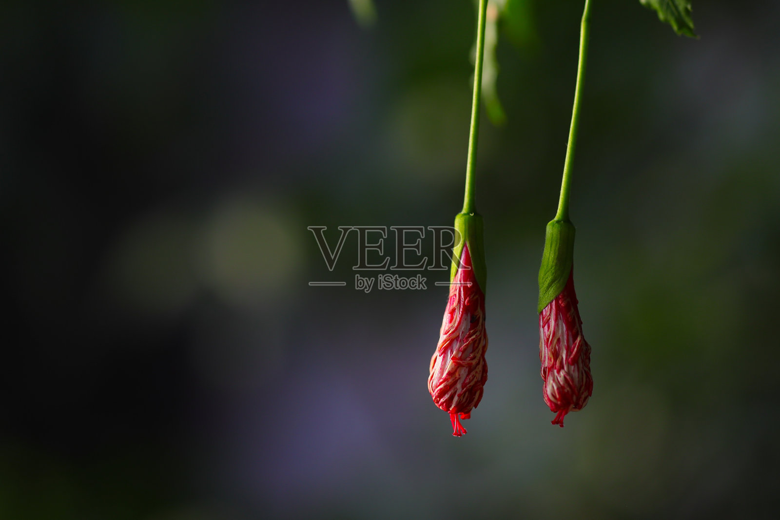 红色木槿花的特写，模糊的背景照片摄影图片