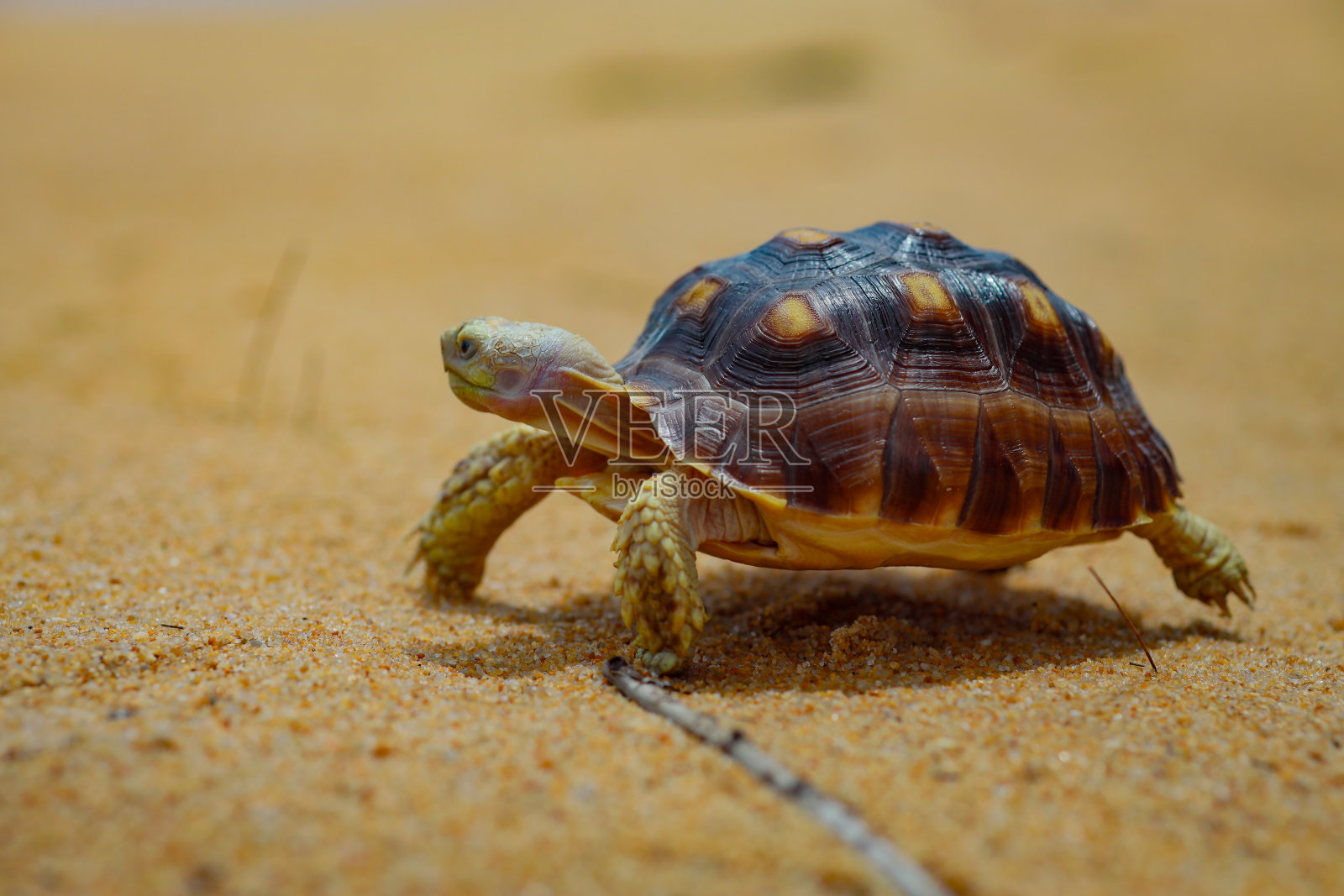 陆龟，sulcata陆龟在沙滩上散步，非洲刺龟照片摄影图片