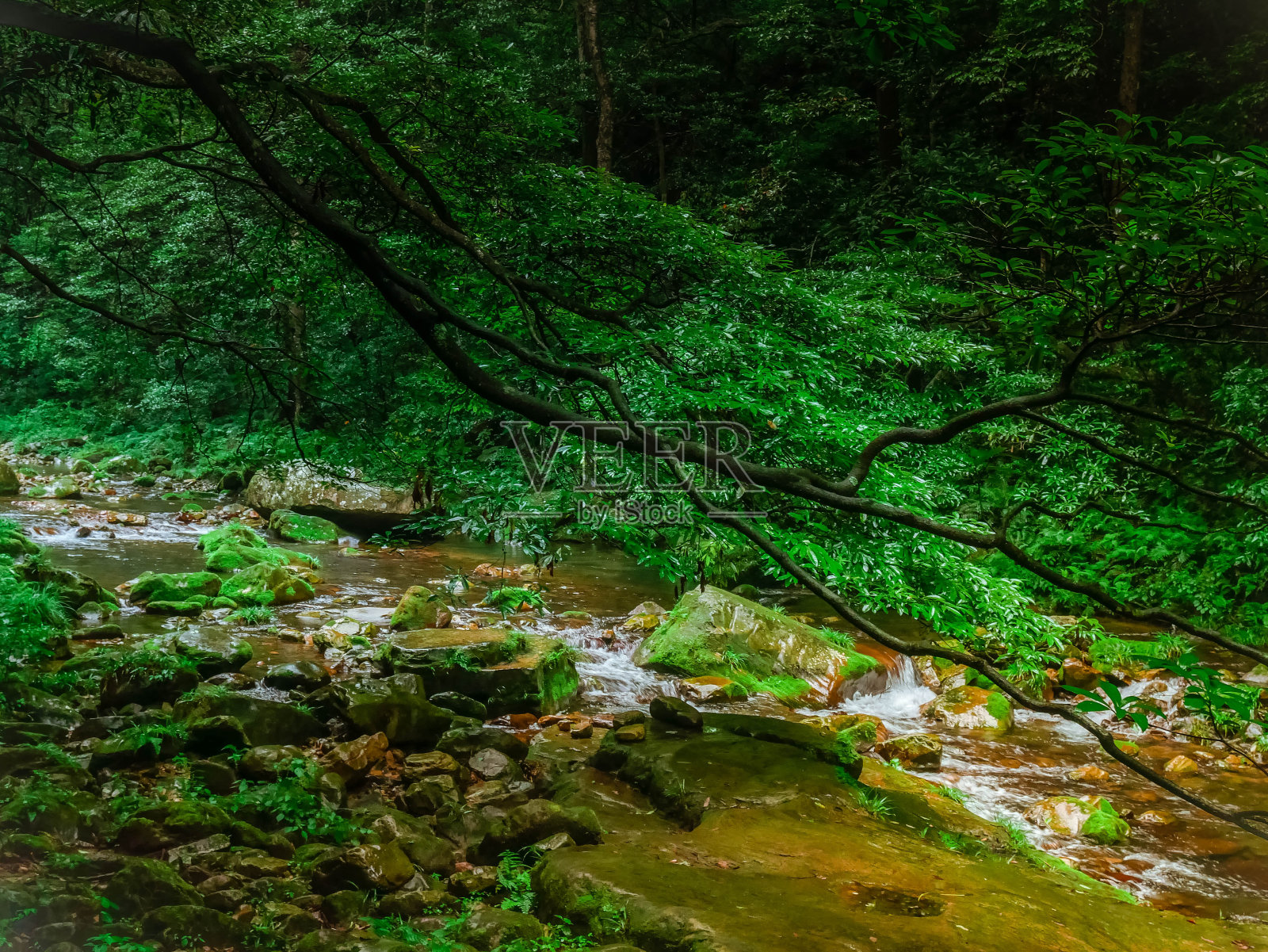 中国张家界国家森林公园的金鞭溪照片摄影图片