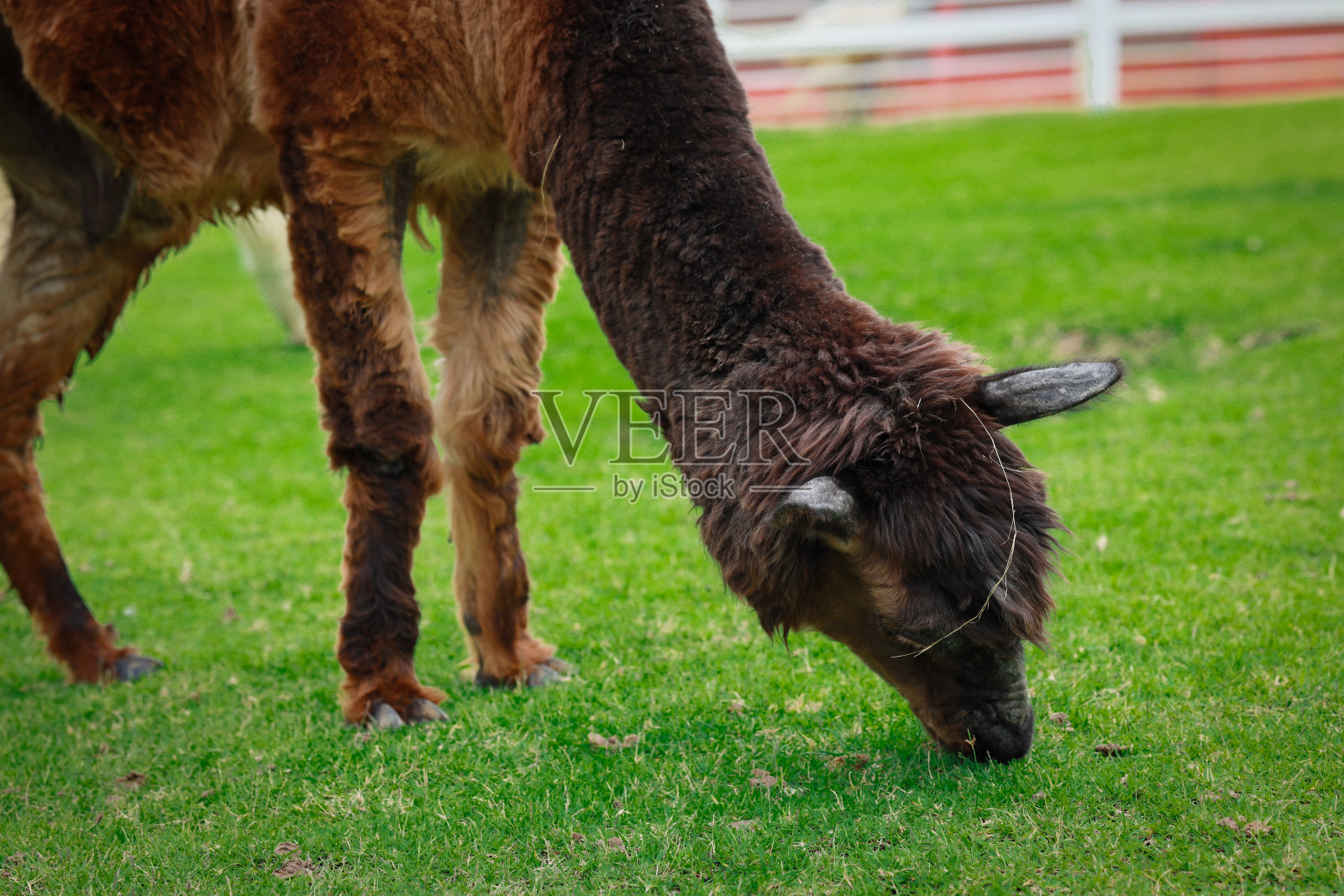 棕色羊驼吃草。照片摄影图片