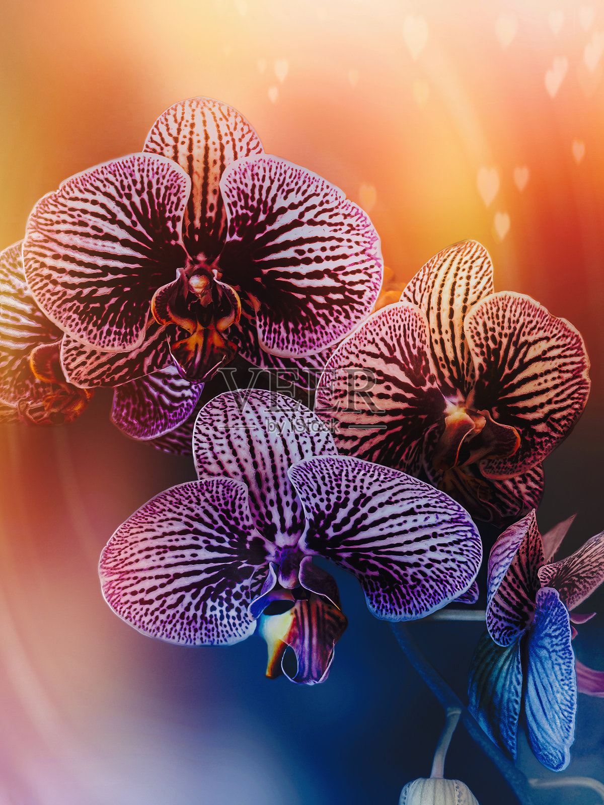 蝴蝶兰花或蛾兰照片摄影图片