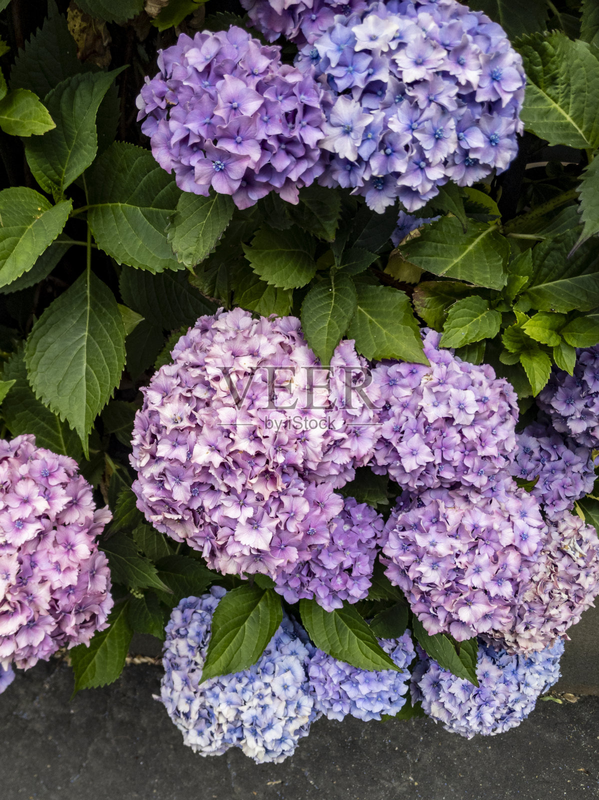 法国绣球花(绣球)照片摄影图片