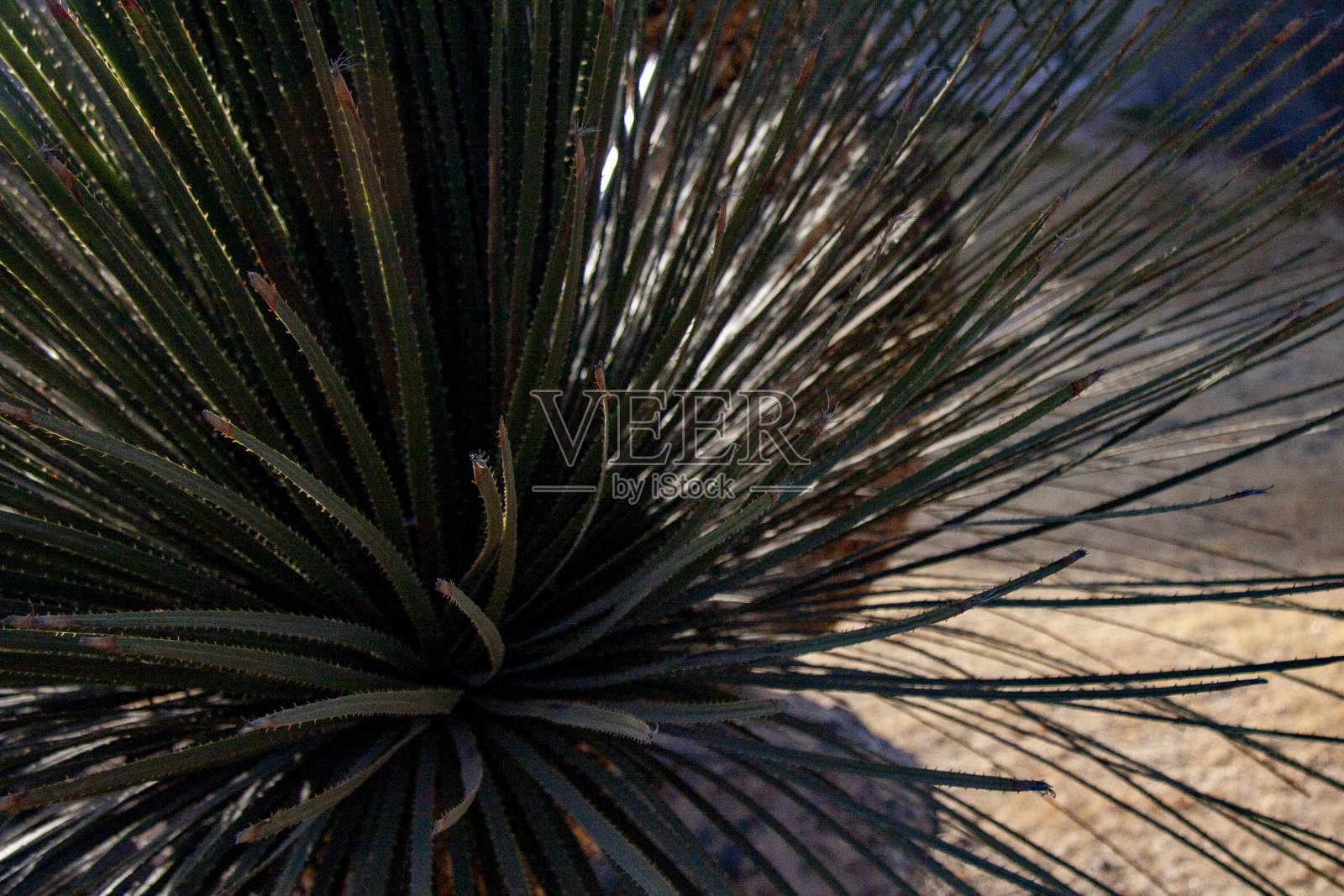 窄叶丝兰(丝兰)照片摄影图片