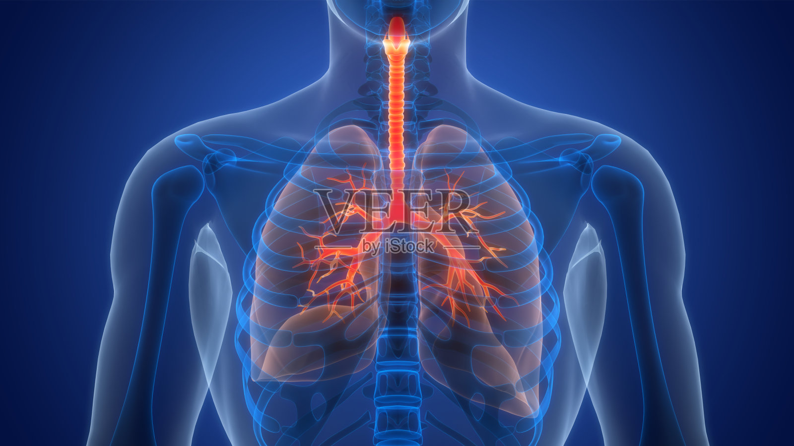人体呼吸系统肺解剖照片摄影图片