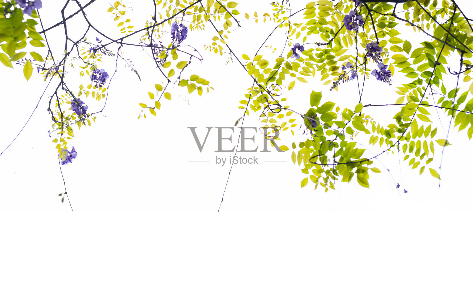 春天的紫藤花藤背景。照片摄影图片