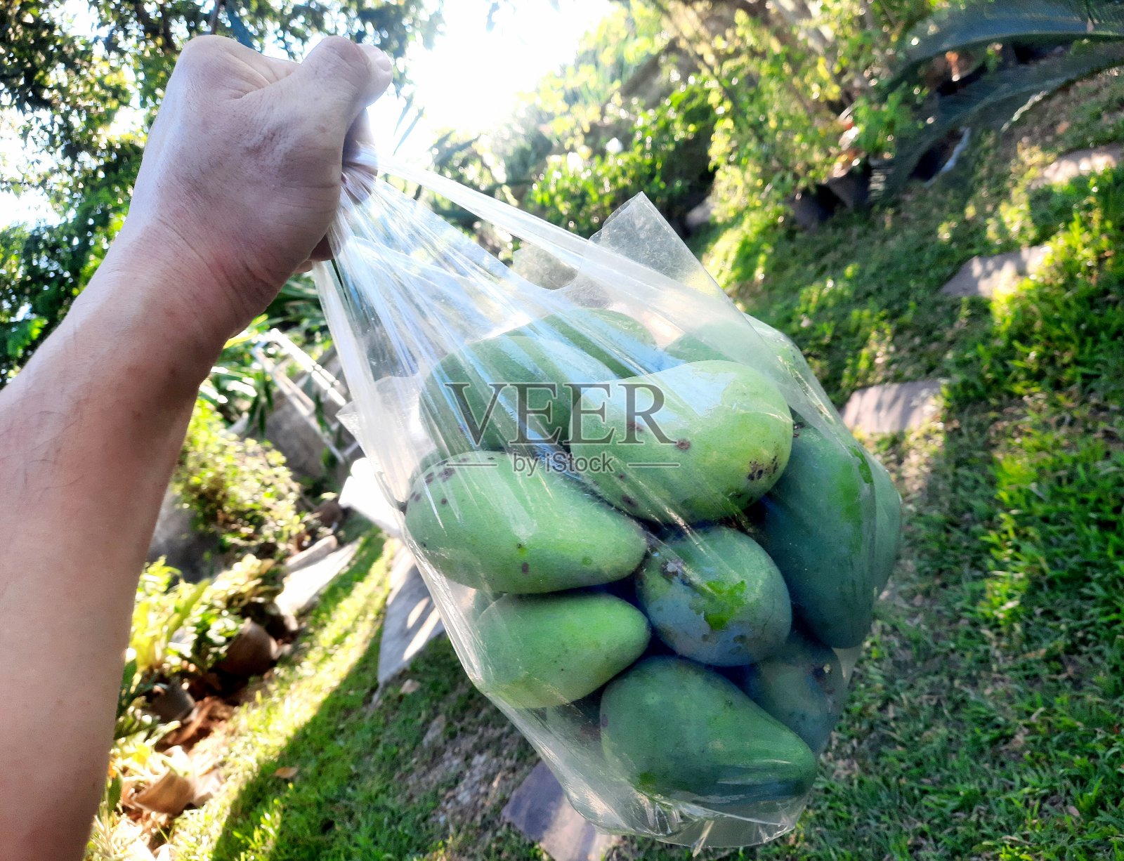 手持塑料袋的芒果水果。照片摄影图片