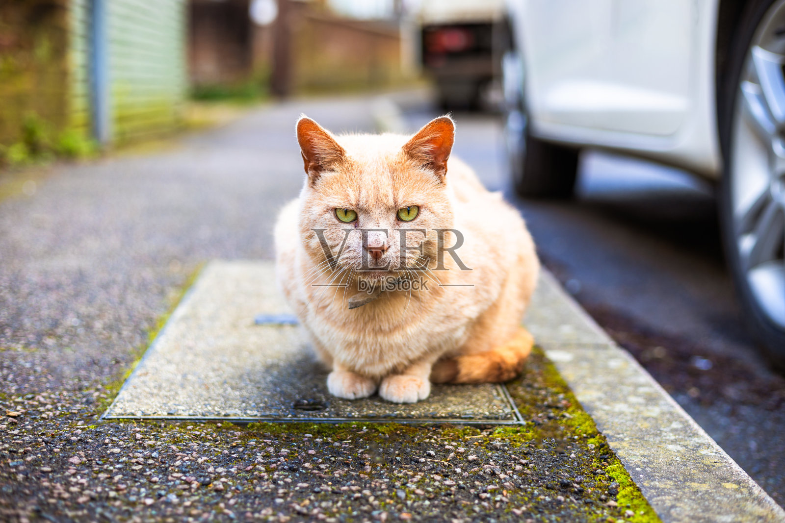 暴躁的老猫坐在住宅区的汽车旁边照片摄影图片