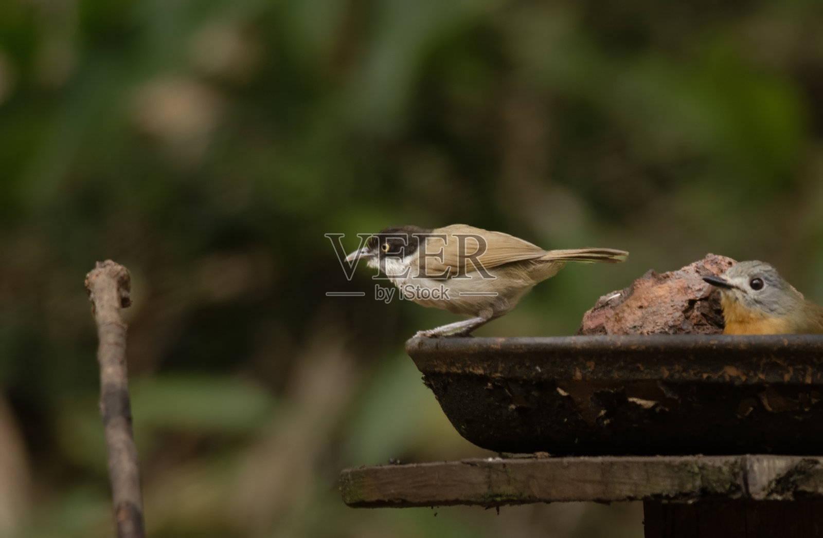 在印度卡纳塔克邦丹德利的鸟窝中发现的一种旧大陆的西高止山脉的黑额牙牙学语者(Dumetia atriceps)照片摄影图片