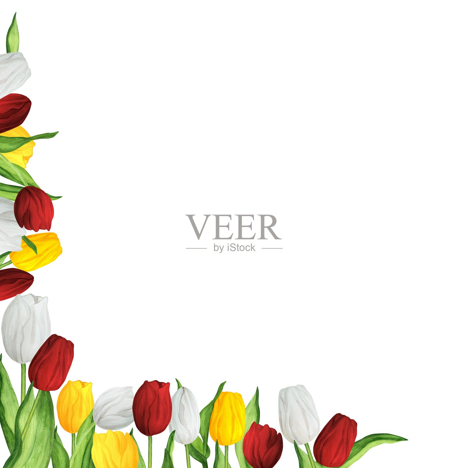 手绘水彩插图。左下角以红、白、黄三色郁金香为印花图案插画图片素材