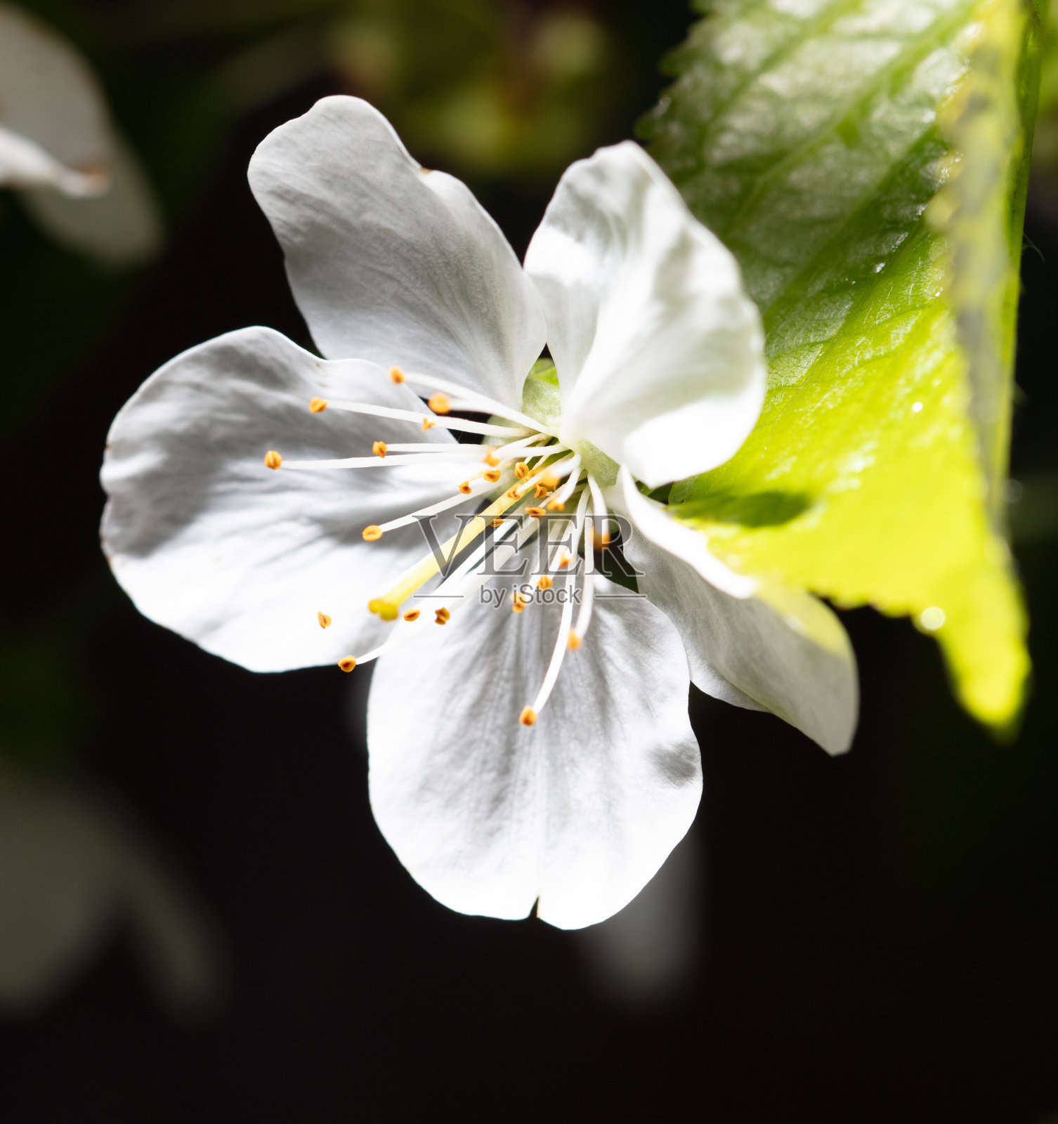 白色的樱花孤立在黑色的背景上。特写镜头照片摄影图片