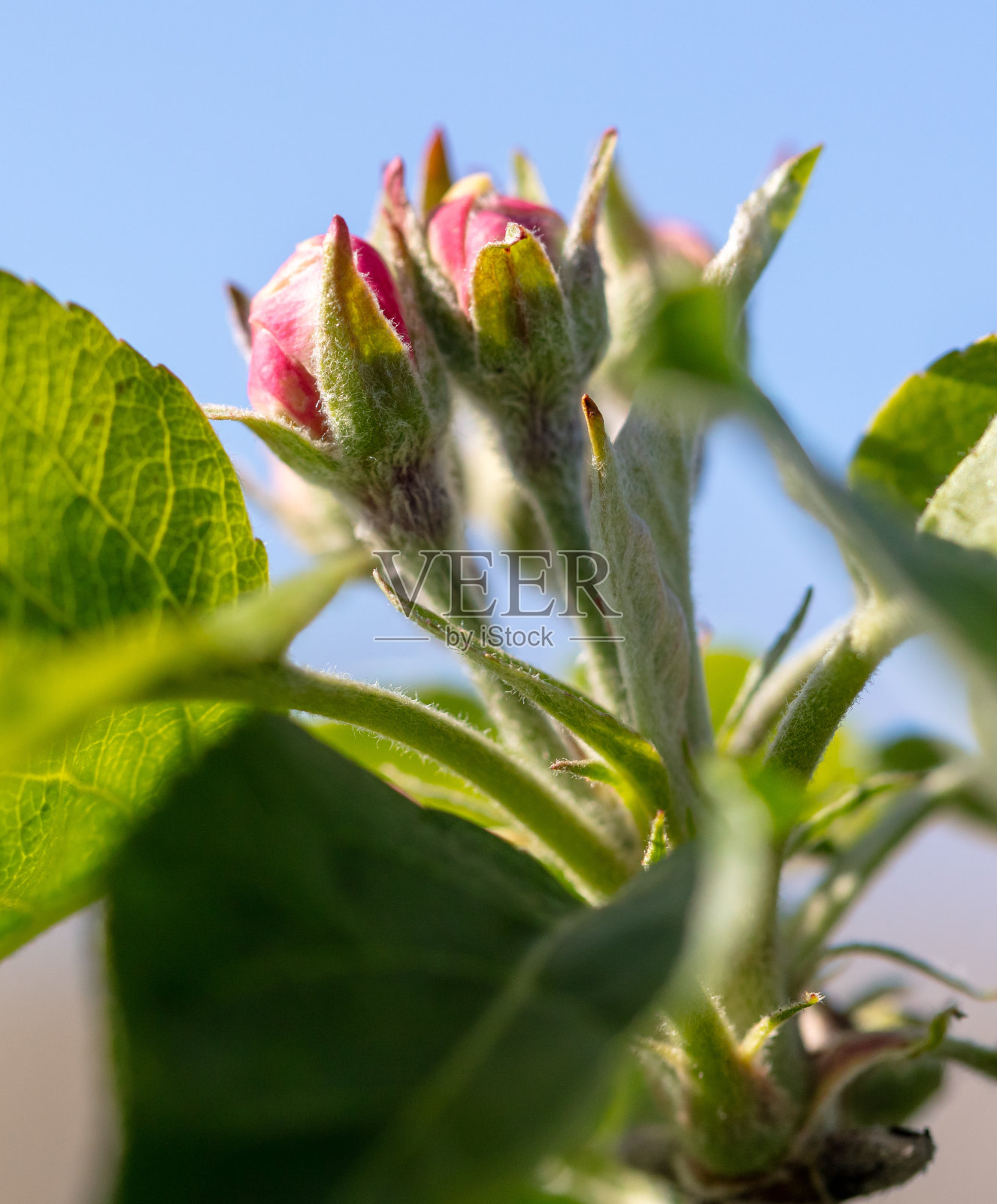 春天苹果树上的花。特写镜头照片摄影图片