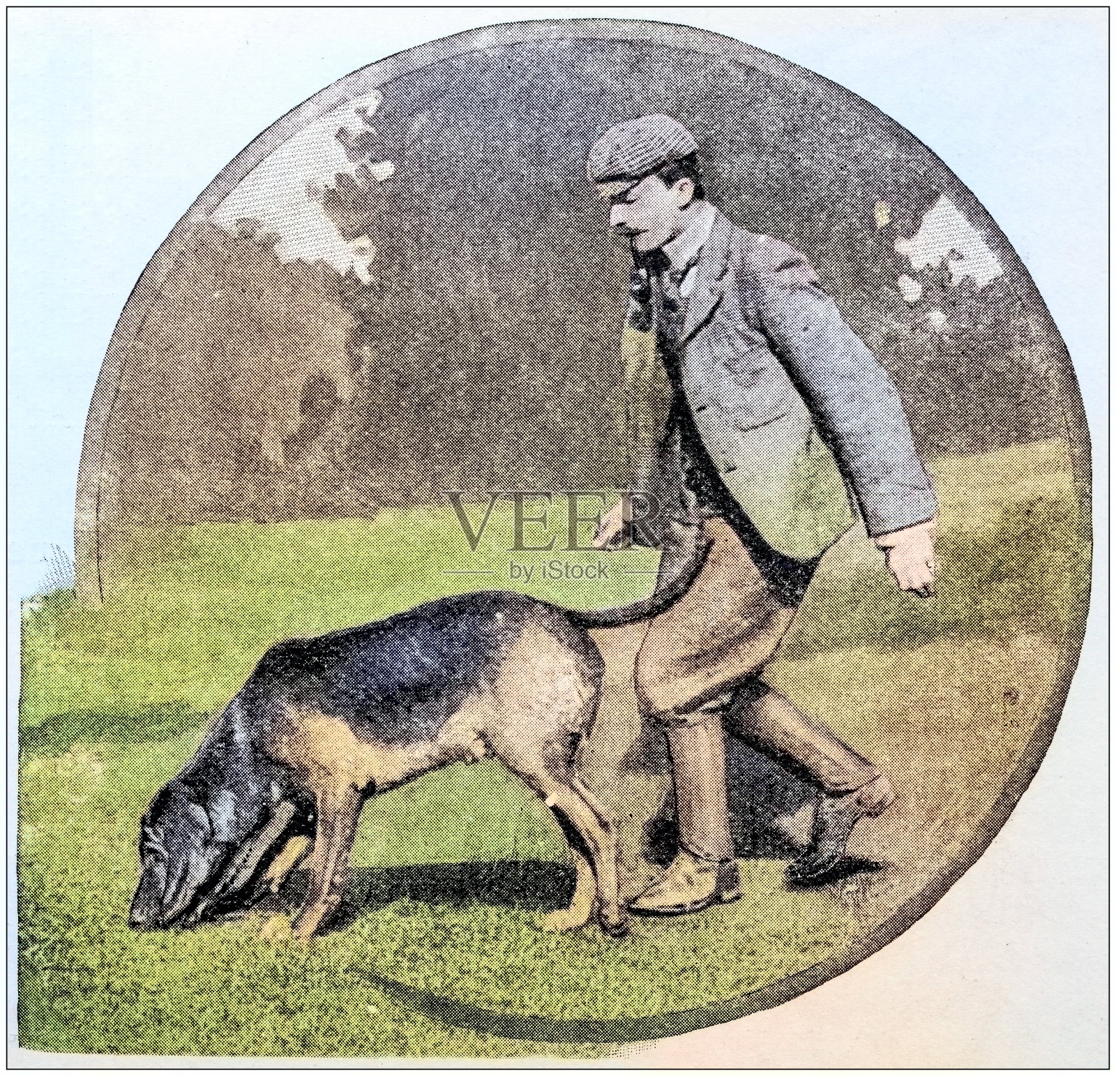 古董照片:猎犬插画图片素材