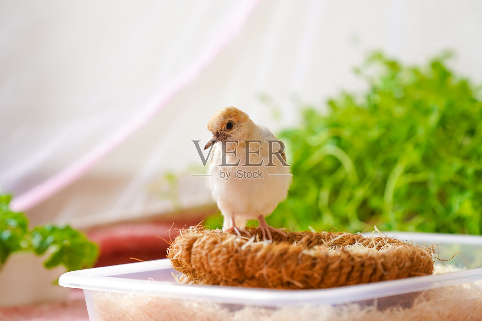 一只小钻石鸽子小鸡在巢盘上。有选择性的重点。照片摄影图片