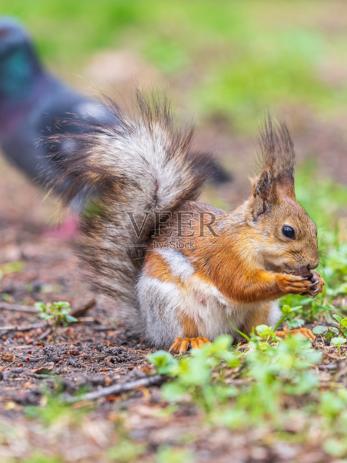 松鼠坐在绿草地上吃坚果。欧亚红松鼠，学名Sciurus vulgaris照片摄影图片