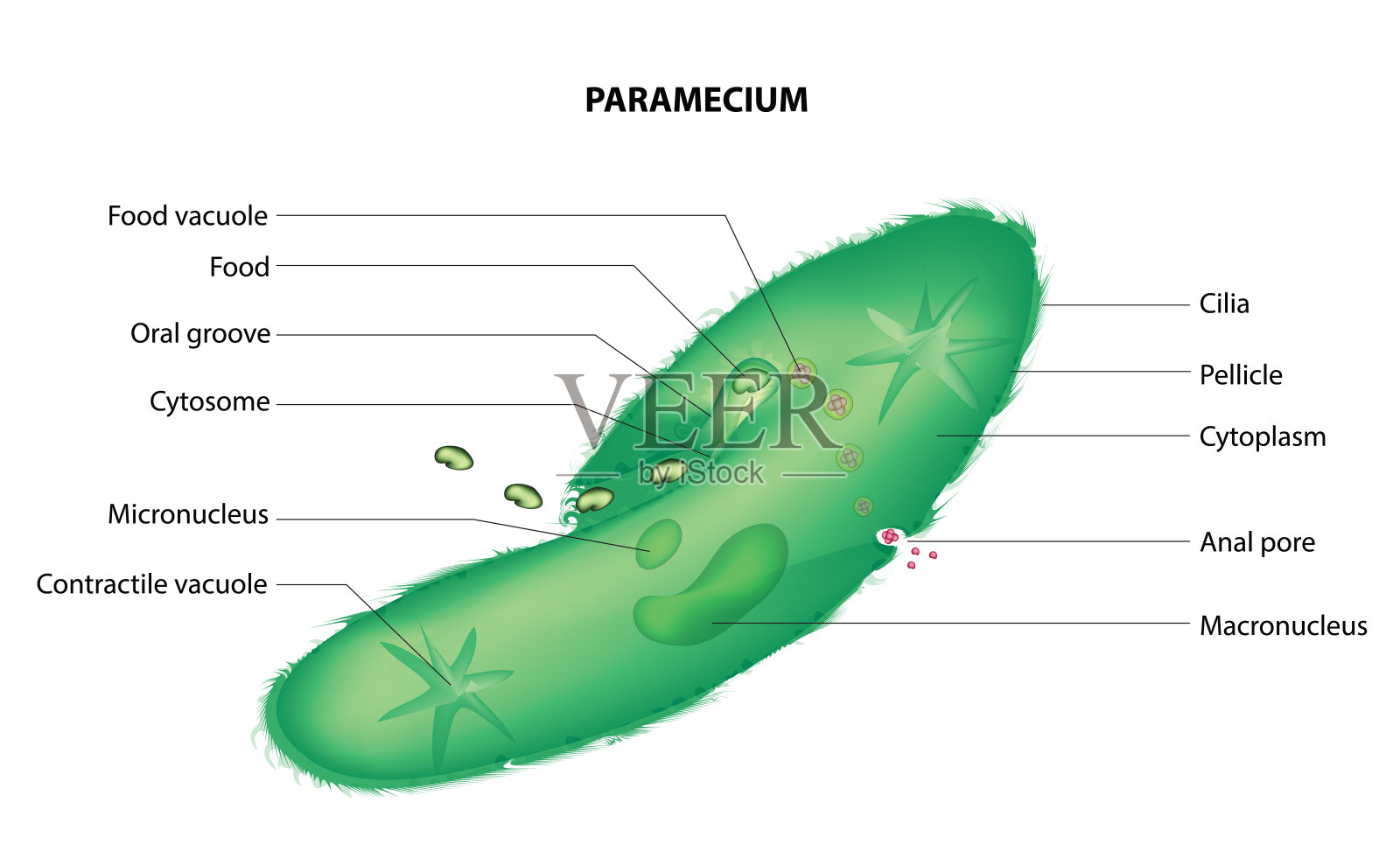 草履虫插画图片素材