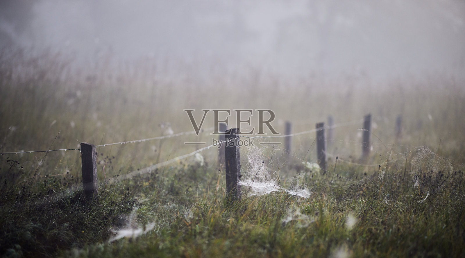 在德国巴伐利亚州的伊萨尔河上，郁郁不得意的秋天大自然布满了蜘蛛网照片摄影图片