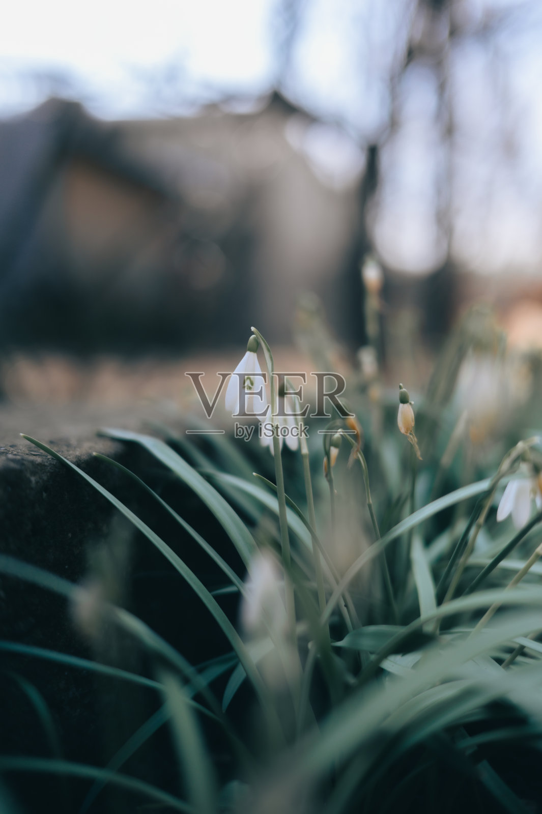 一些小花一起从地里长出来了照片摄影图片