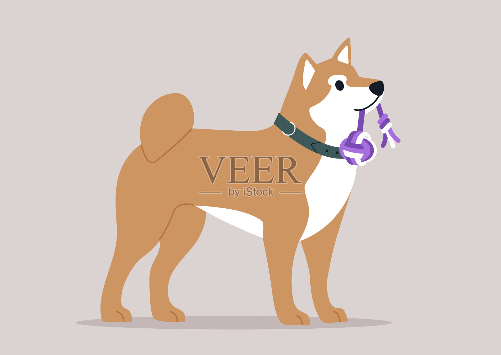 顽皮的柴犬小狗带着紫色的绳子玩具，一只可爱的小狗嘴里叼着玩具，散发着喜悦插画图片素材