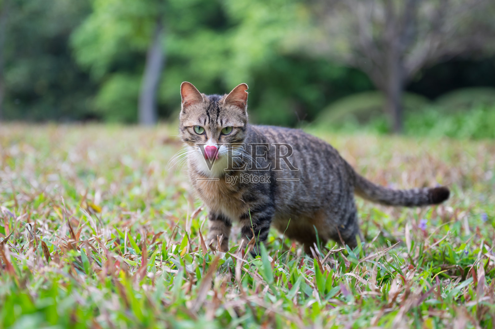 小猫在公园里自由地玩耍照片摄影图片