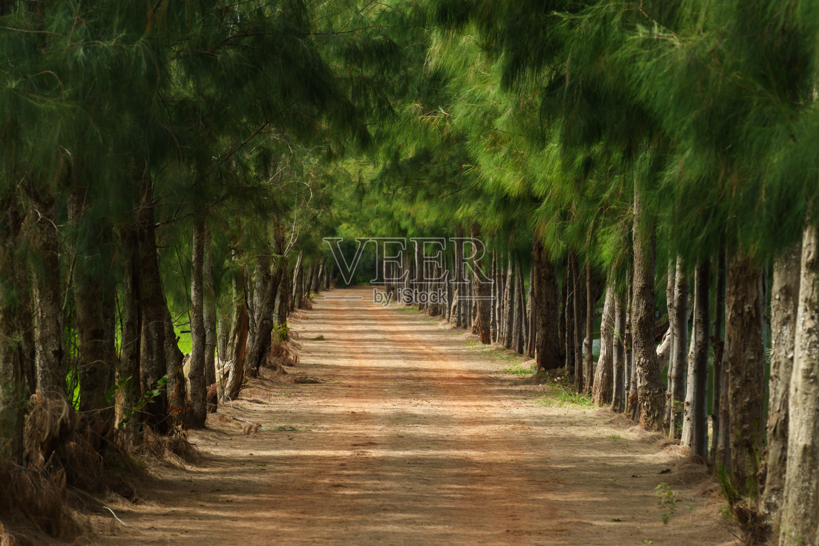 松树间的碎石小径照片摄影图片