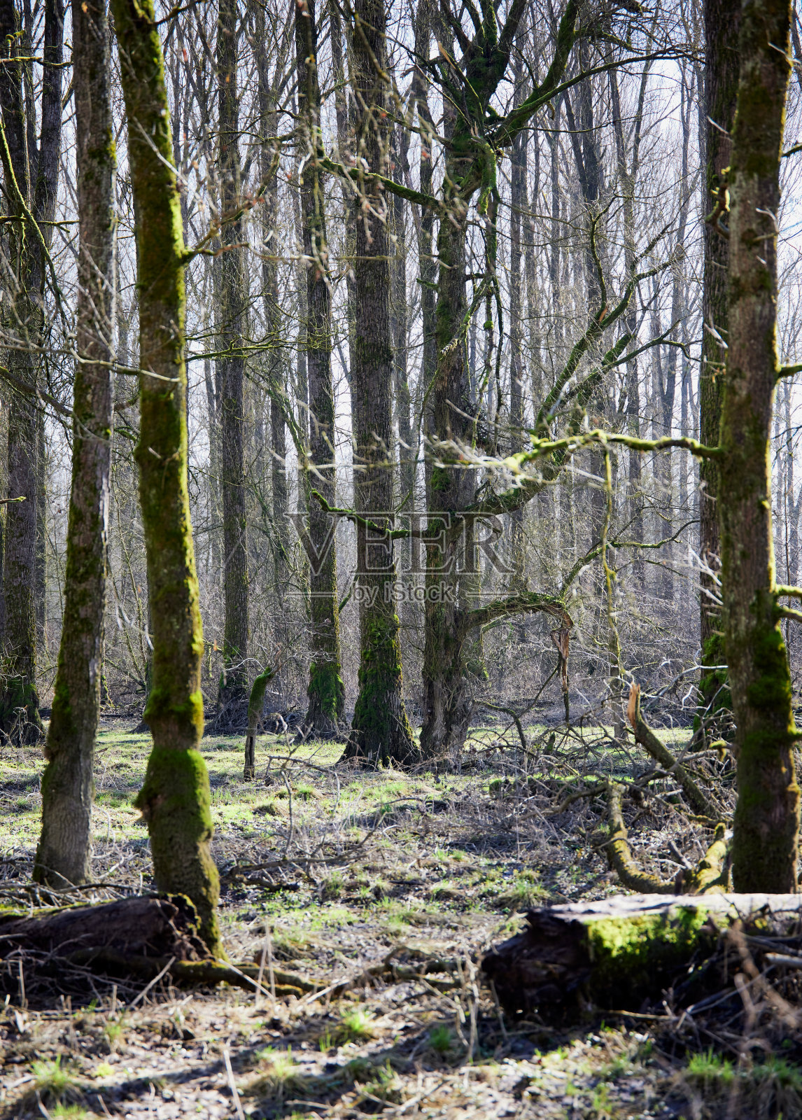 德国巴伐利亚州多瑙河高水位后的森林照片摄影图片