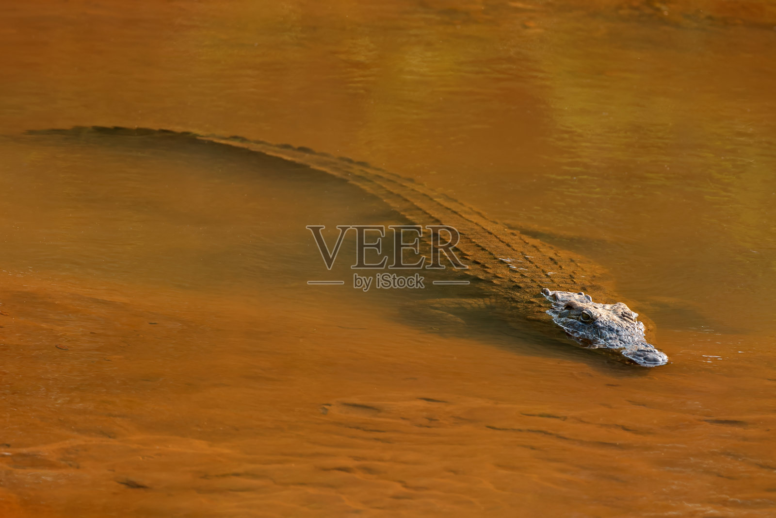 南非克鲁格国家公园的浅水区，一只大型尼罗河鳄(尼罗鳄)照片摄影图片