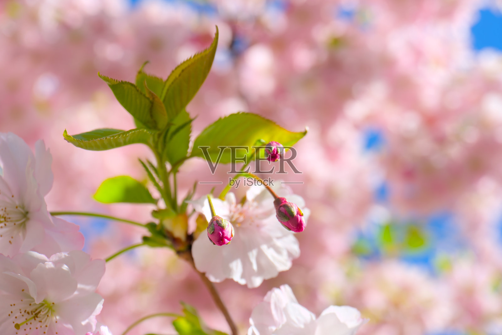 樱花树枝上的樱花花蕾特写横向拍摄照片摄影图片