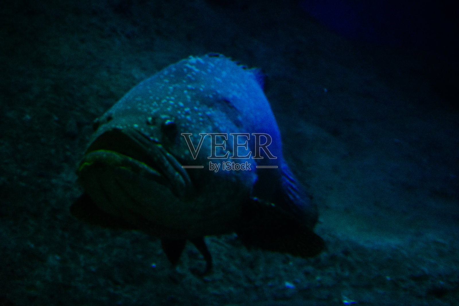 在自然栖息地的大嘴巴石斑鱼。照片摄影图片