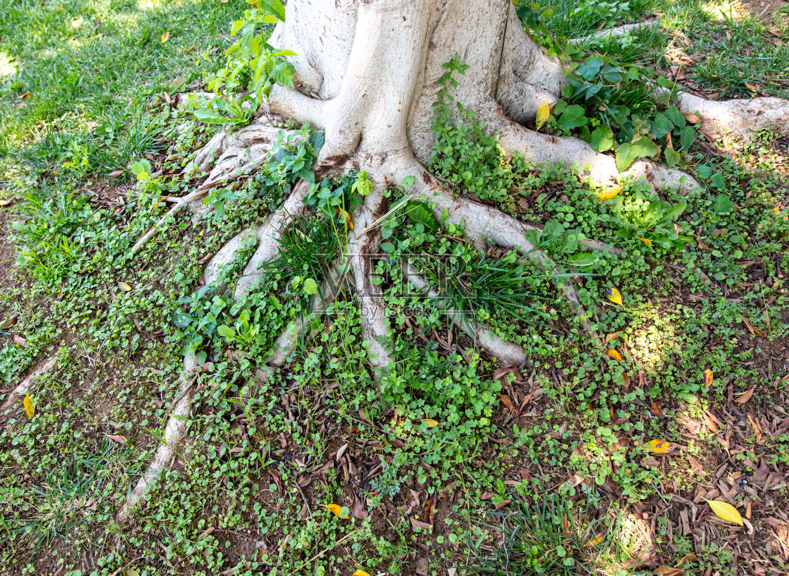 在自然界中，大树附近地面上的大根照片摄影图片