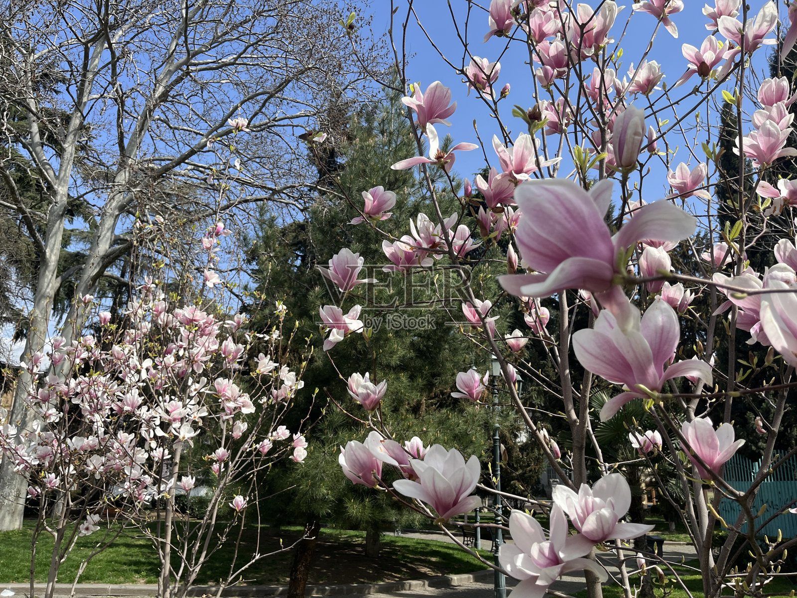 木兰的花照片摄影图片