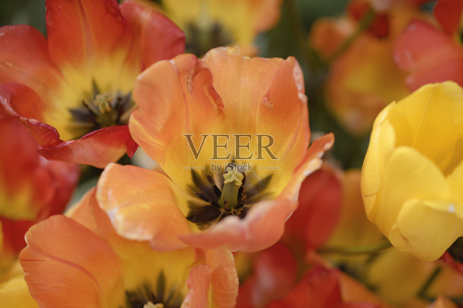 在花盆里有鲜艳的红色和黄色花瓣的花照片摄影图片