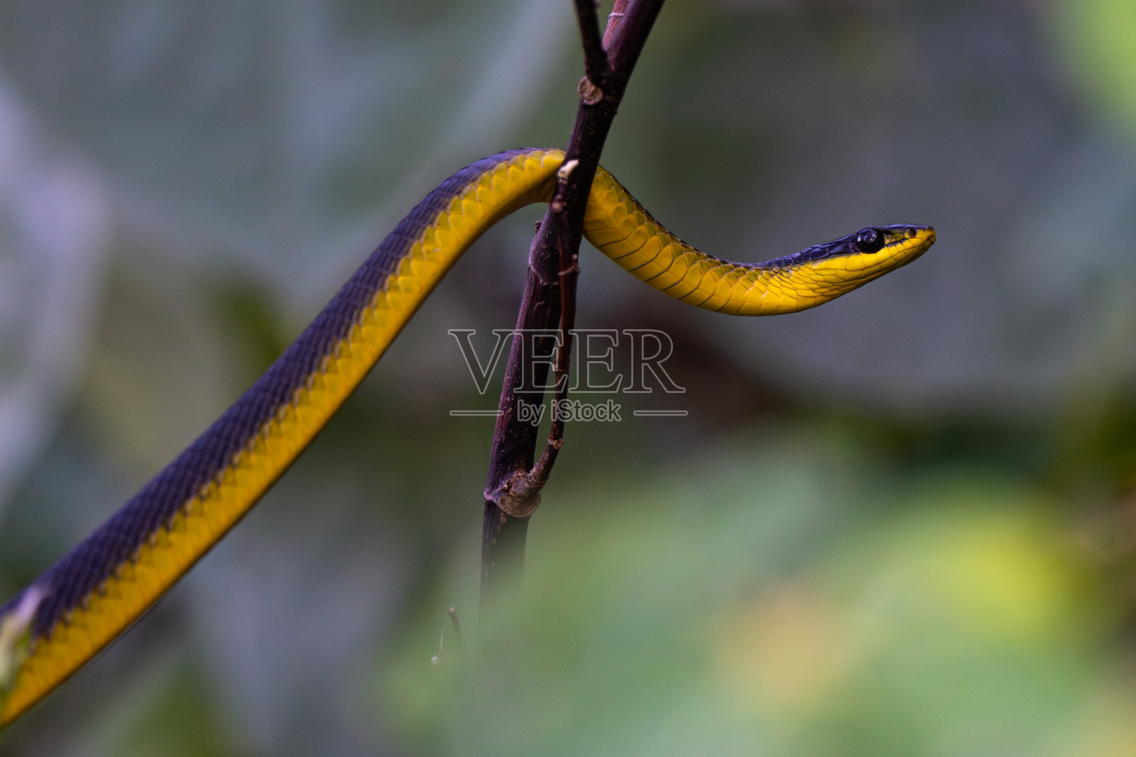 澳大利亚戴恩特里国家公园常见的树蛇照片摄影图片