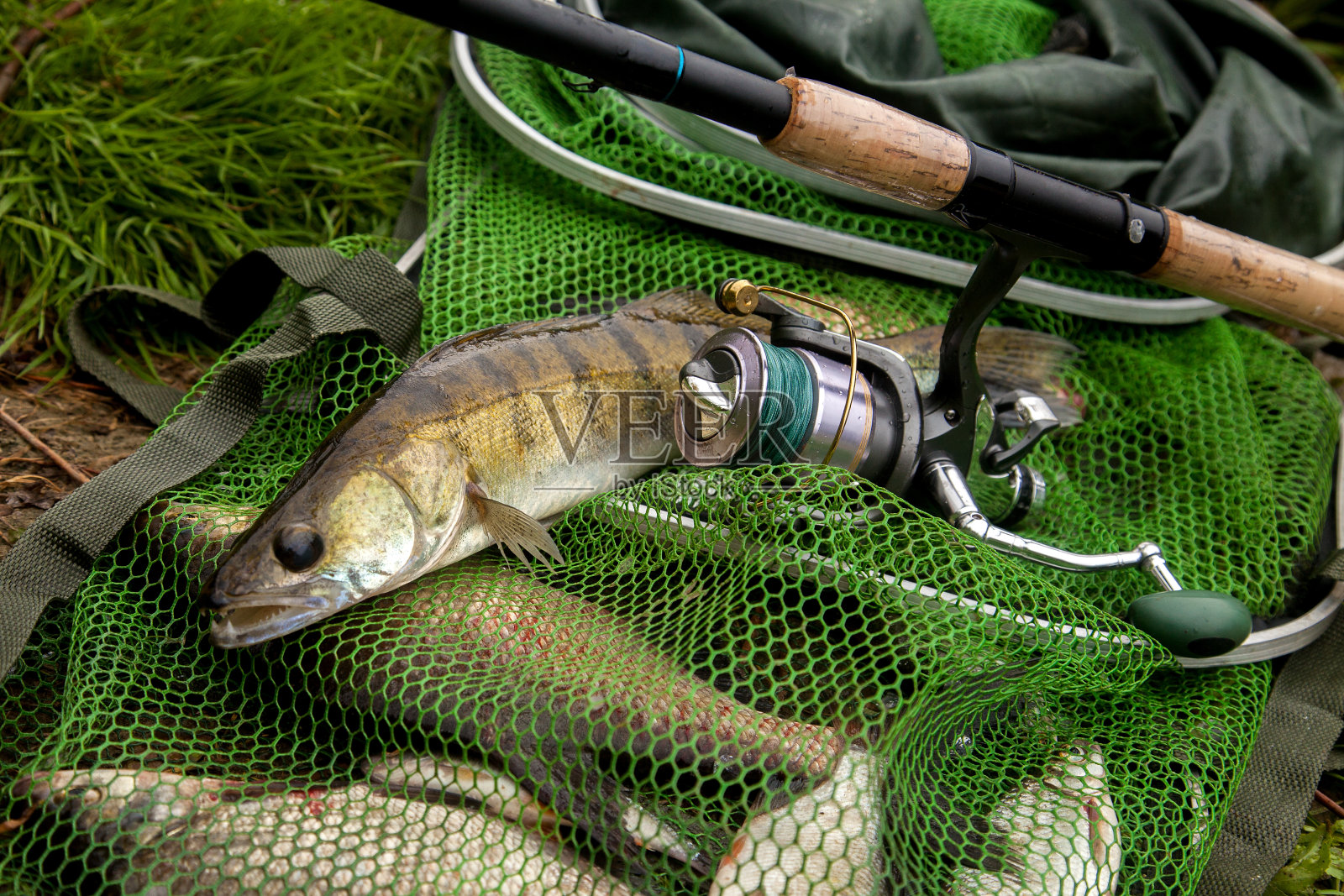 淡水钓竿和带卷轴的鱼竿，鱼网上有渔获物。照片摄影图片