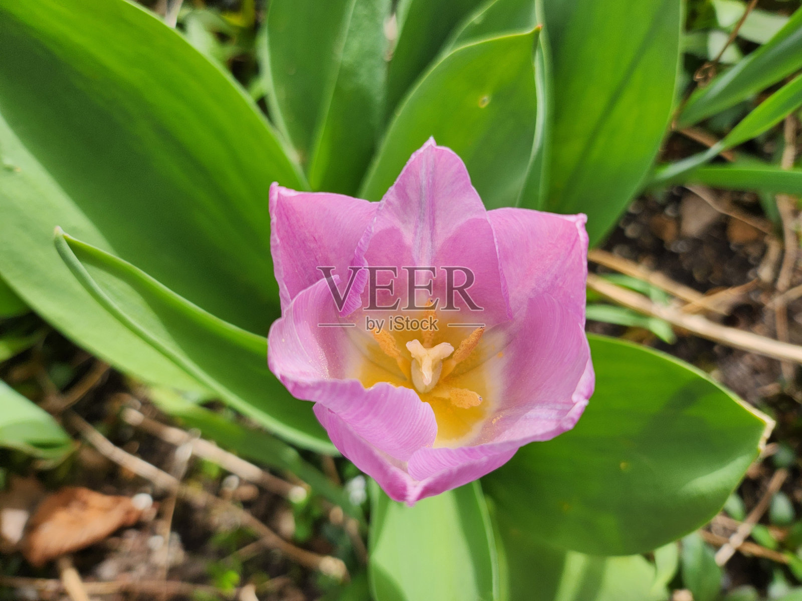 粉红色的郁金香。照片摄影图片