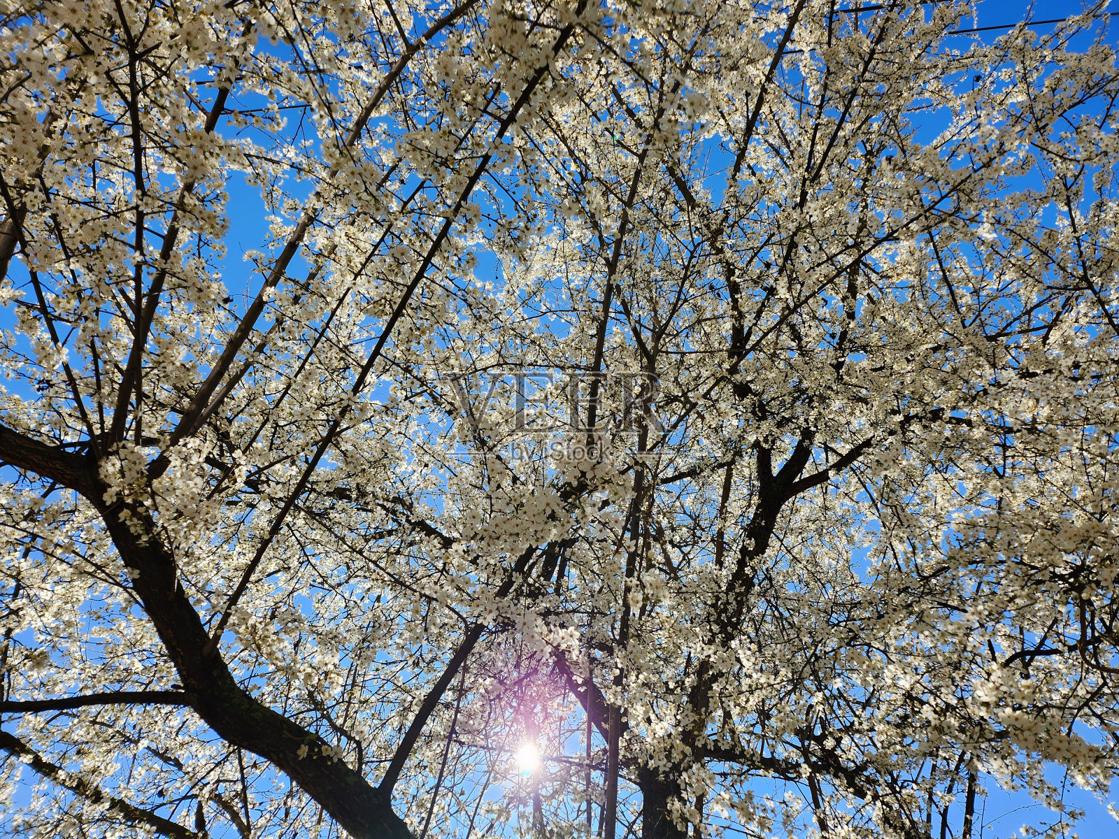 开花的树。照片摄影图片