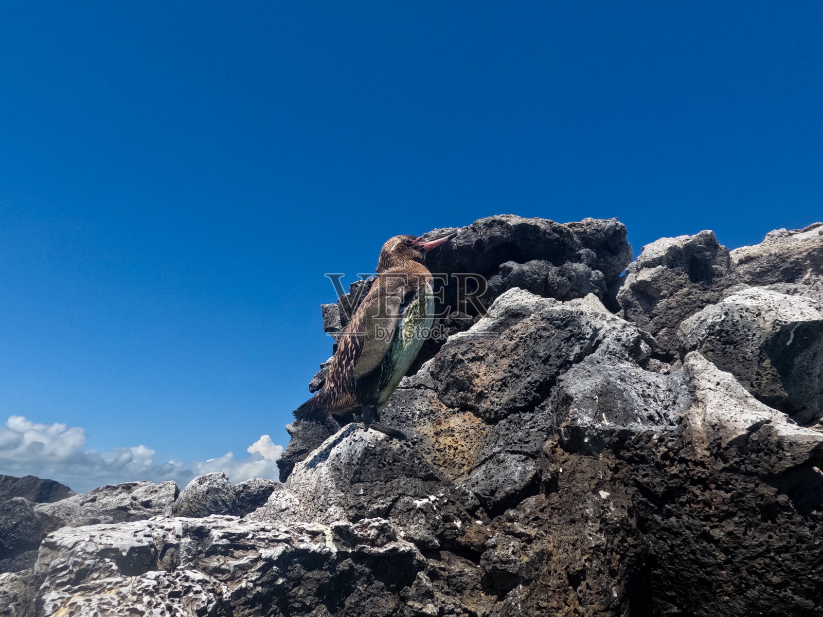 加拉帕戈斯群岛伊莎贝拉隧道之旅照片摄影图片