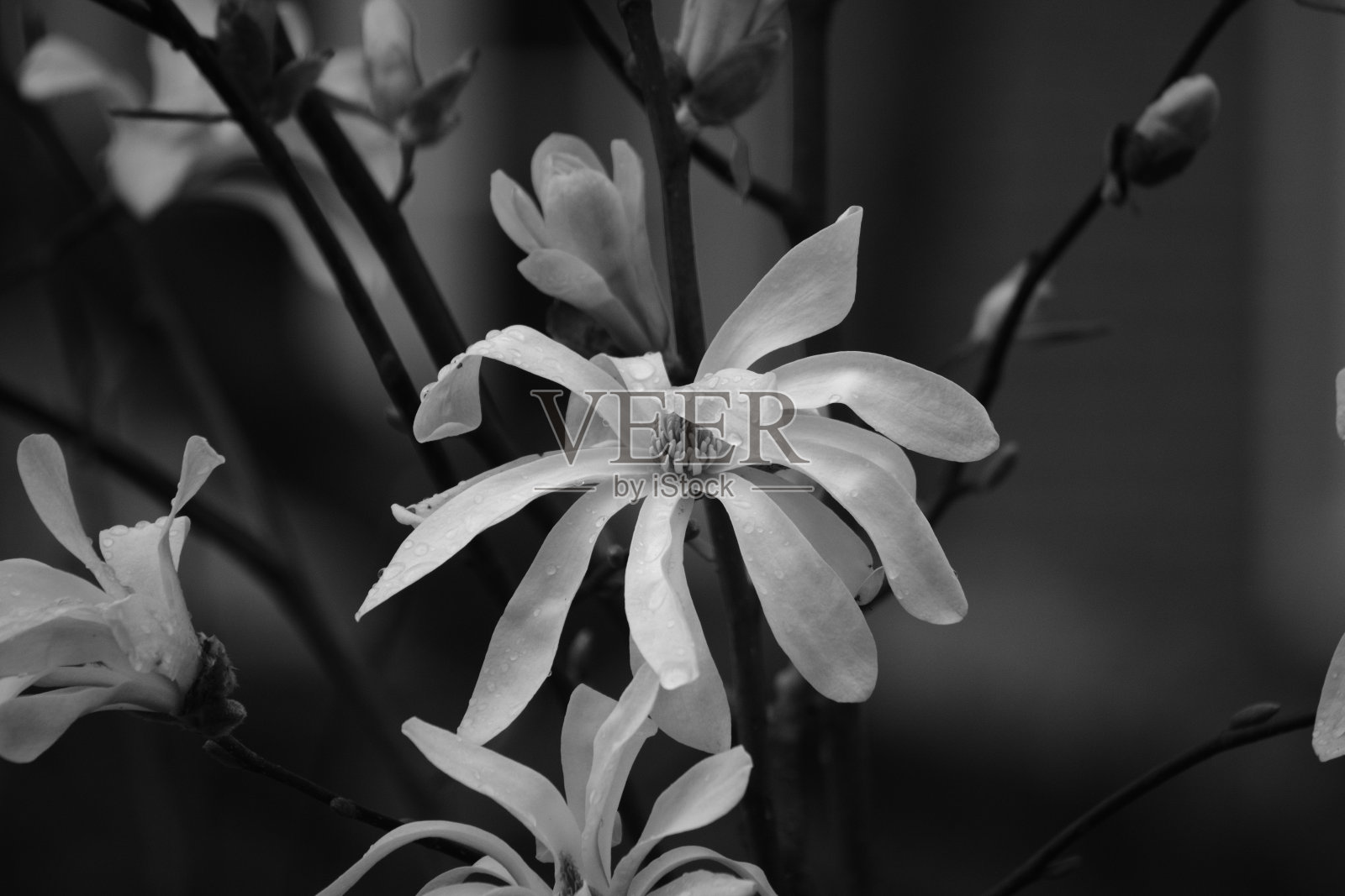 木兰照片摄影图片