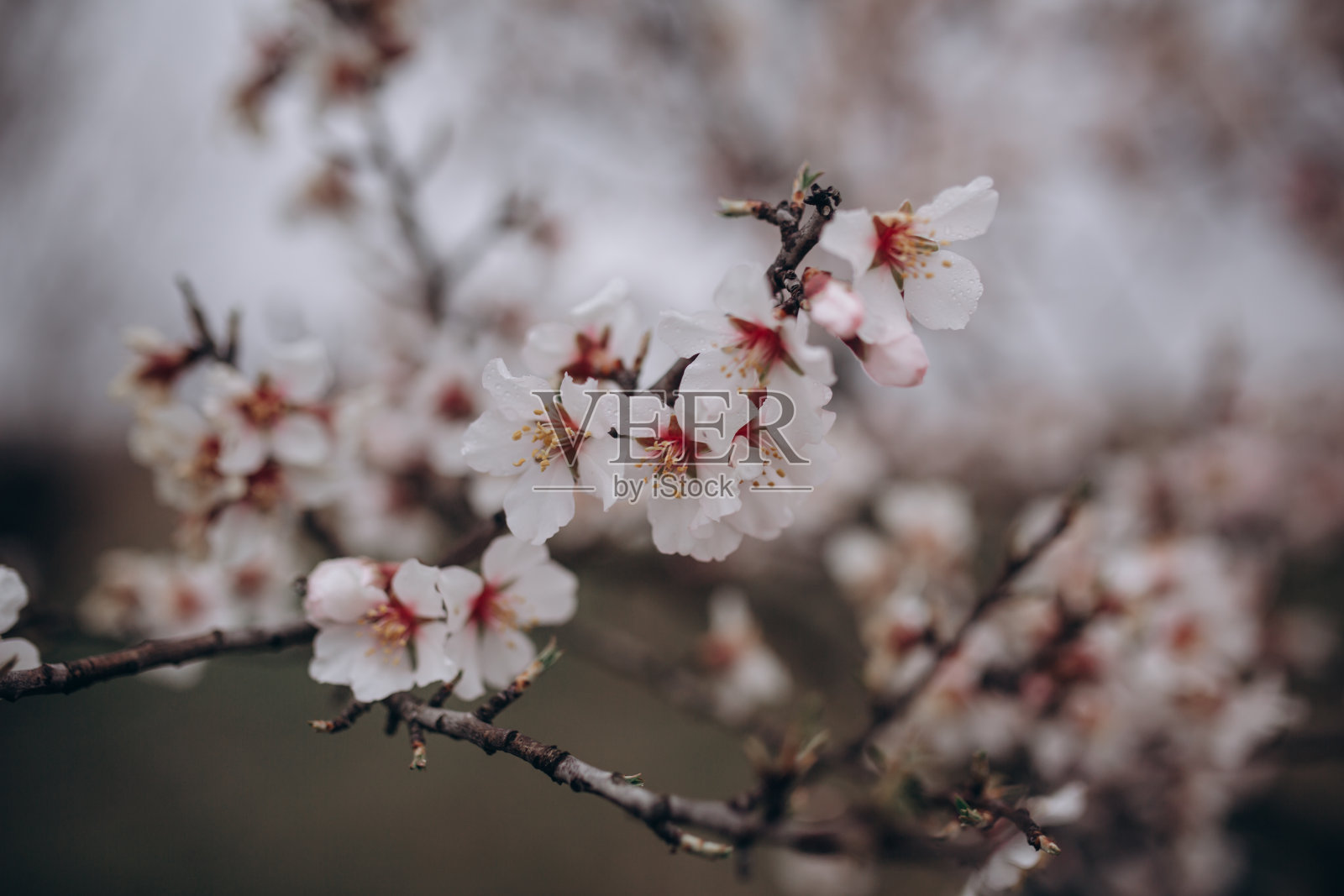 雨后果树开花照片摄影图片